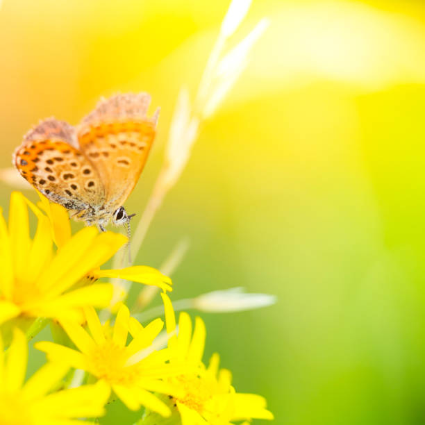 istock Colorful geranium argus butterfly pollinating flower 182879265