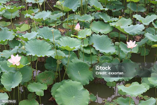 Water Lily Pond Stock Photo - Download Image Now - Asia, Beauty In Nature, Blossom