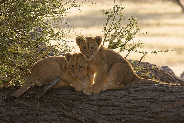 Pair of young lion cubs sitting together on a stump