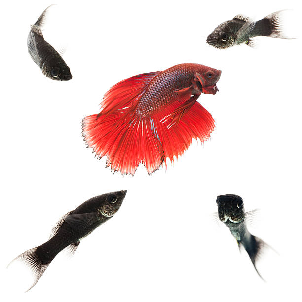 magnifique poisson rouge entouré par les zones - fish siamese fighting fish isolated multi colored photos et images de collection