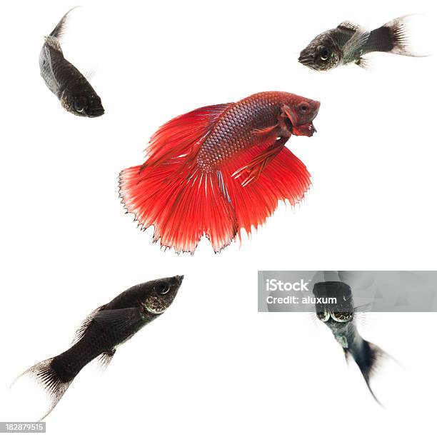 Peixevermelho Bonito Rodeada Por Aqueles Feio - Fotografias de stock e mais imagens de Animal - Animal, Animal de Estimação, Beleza