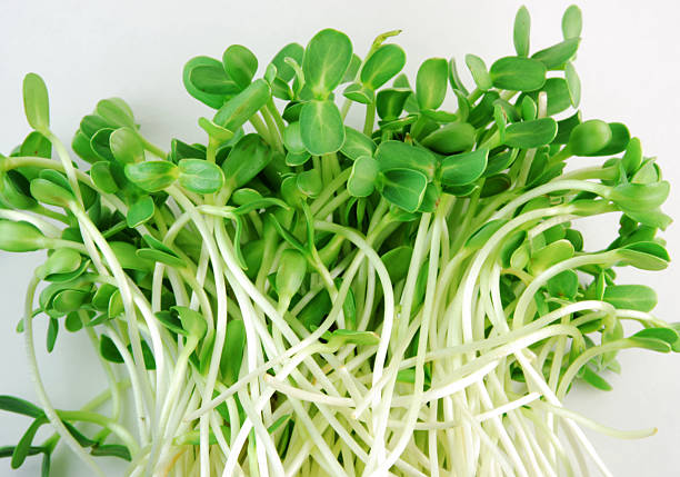 Sunflower Sprouts stock photo