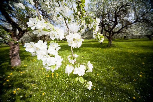 flowering apple orchard. One branch with big white flowers on the foreground, close-up.