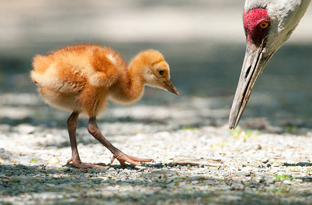 Sandhill Crane baby chick, looking up at the parent.  Reifel Bird Sanctuary, British Columbia 