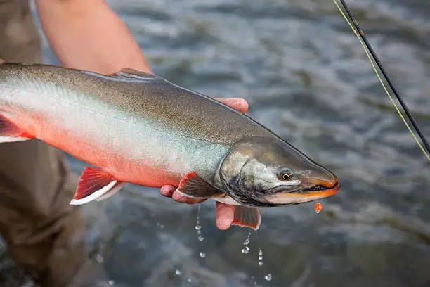 Dolly Varden in bright spawning colors.