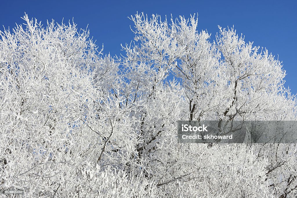 Snowy Trees Snow covered trees. Backgrounds Stock Photo