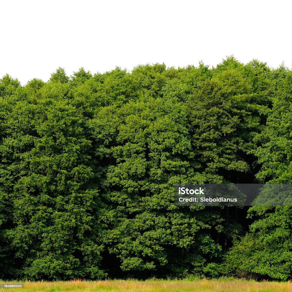 Borde de madera aislada en blanco (Alder, Alnus glutinosa). - Foto de stock de Aliso libre de derechos