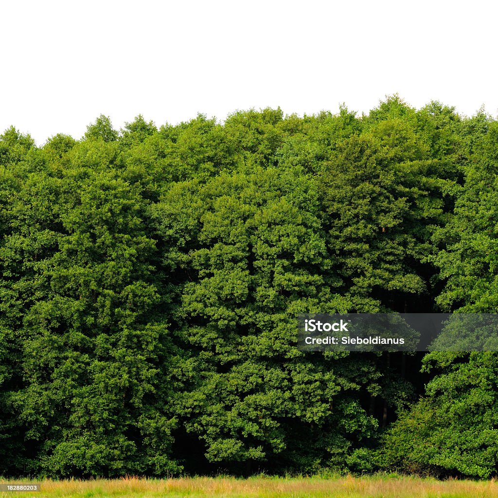 Edge of a wood isolated on white (Alder, Alnus glutinosa). An edge of a large, green deciduous forest stands against a white sky while a late-summer meadow surrounds its base. The image shows a typical, native Alder or Alnus glutinosa vegetation common along creeks of Europe. Alder Tree Stock Photo
