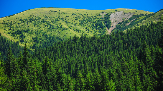 A green grassy alpine mountain crest rising above dense and wild fir and spruce forests. Summer, Parang Massif, Carpathia, Romania.