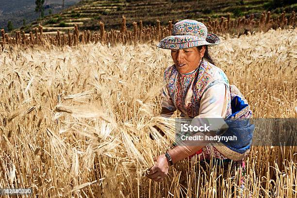 페루 여성 국립 의류에는 수확 호밀 Colca 캐년 농업에 대한 스톡 사진 및 기타 이미지 - 농업, 페루, 들