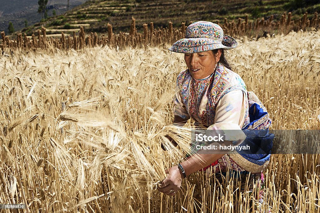 Peruvian woman in national clothing harvesting rye, Colca Canyon "Colca Canyon is a canyon of the Colca River in southern Peru. It is located about 100 miles (160 kilometers) northwest of Arequipa. It is more than twice as deep as the Grand Canyon in the United States at 4,160 m. However, the canyon's walls are not as vertical as those of the Grand Canyon. The Colca Valley is a colorful Andean valley with towns founded in Spanish Colonial times and formerly inhabited by the Collaguas and the Cabanas. The local people still maintain ancestral traditions and continue to cultivate the pre-Inca stepped terraces." Agriculture Stock Photo