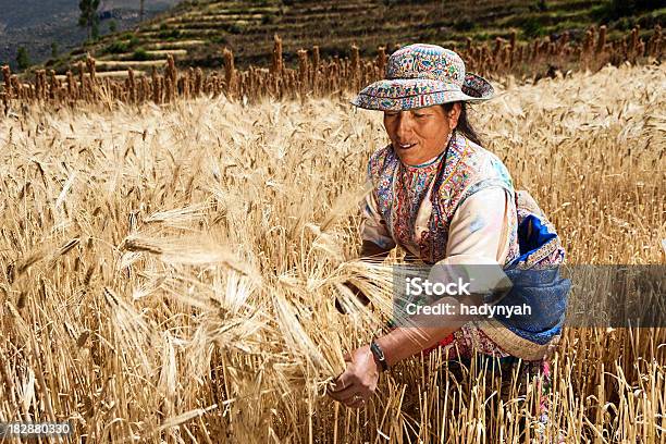 Mulher Peruana Em Roupa De Colheita De Centeio Colca Canyon - Fotografias de stock e mais imagens de Agricultura