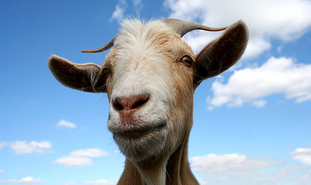 istock Horned goat against a blue sky 182880341