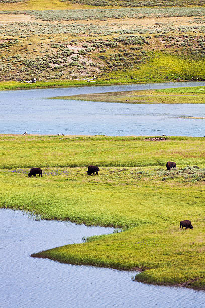 istock Buffalo Bison Herd in Yellowstone National Park 182880468