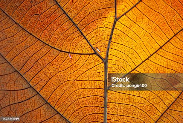 Leaf Trocken Stockfoto und mehr Bilder von Natur - Natur, Blatt - Pflanzenbestandteile, Texturiert