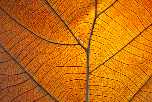 Abstract lines of Detail of banana leaf with some dew drops