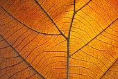 Close-up of the veins on a dry orange leaf