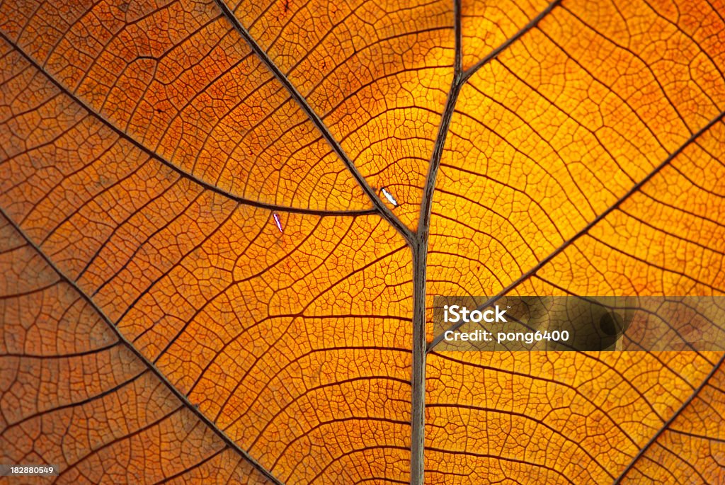 Close-up of the veins on a dry orange leaf Old leaf transparance on back light and can see Nature Stock Photo