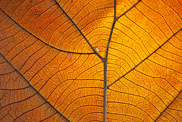 Close-up of the veins on a dry orange leaf Old leaf transparance on back light and can see macrophotography stock pictures, royalty-free photos & images