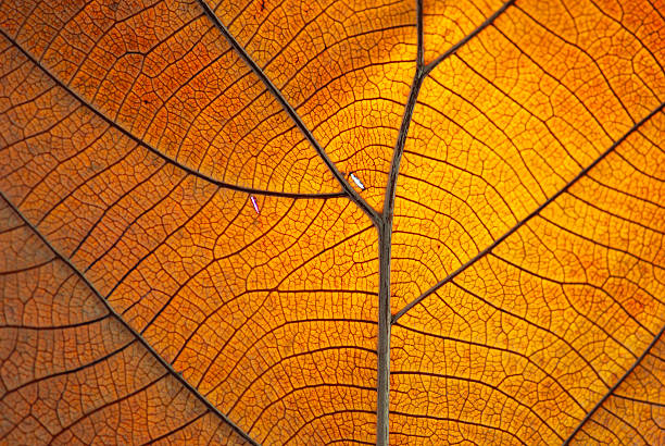 folha seca. - leaf vein - fotografias e filmes do acervo