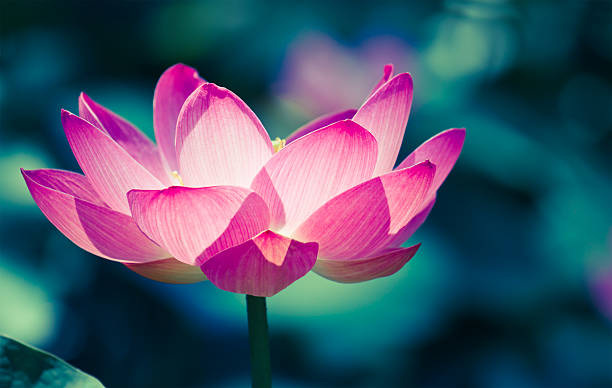 Sacred lotus cros processed image stock photo