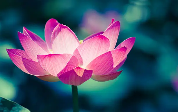 beautiful sacred lotus - nelumbo nucifera - closeup and cross processed imageIt is the symbol of Buddhism