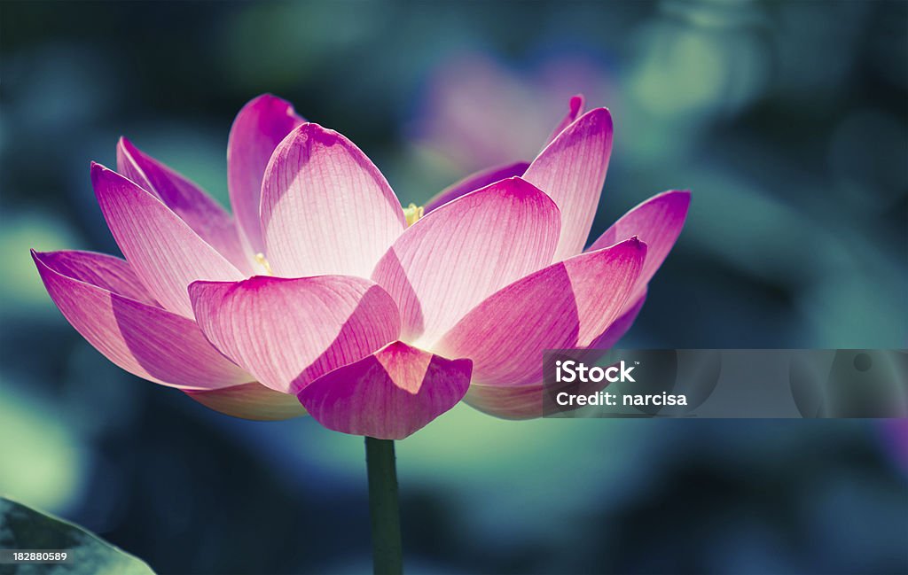 Sacred lotus КИО обрабатываться изображение - Стоковые фото Лотос роялти-фри