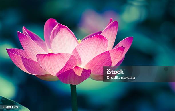 Sacred Lotus Кио Обрабатываться Изображение — стоковые фотографии и другие картинки Лотос - Лотос, Лотос орехоносный, Цветок