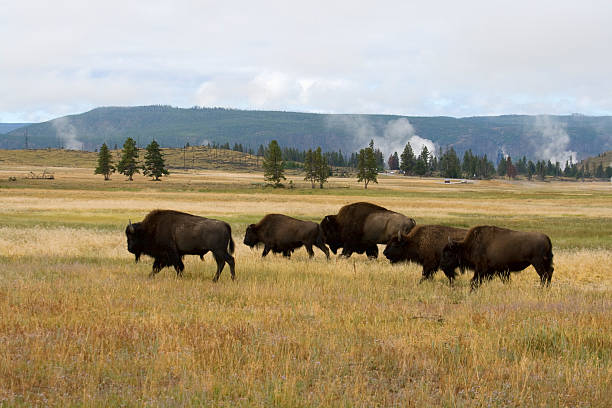 istock Herd of bisons in Yellowstone 182880609