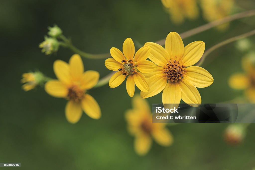 Girassol flores silvestres selvagens - Foto de stock de Montanhas Great Smoky royalty-free