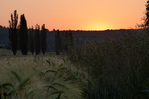 A sunset behind the hill conjures up a tranquil atmosphere on the fields, grasses and trees in the landscape.
