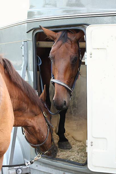 istock Horse waiting in a horsebox 182881502