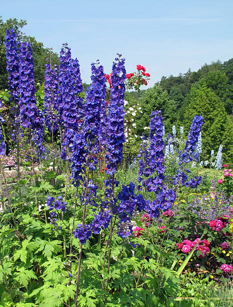 istock Blue delphiniums and roses 182881536