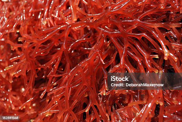 Red Branch Seetang Vom Golf Von Mexiko Fullframe Hintergrund Stockfoto und mehr Bilder von Rotalge - Meeresalge
