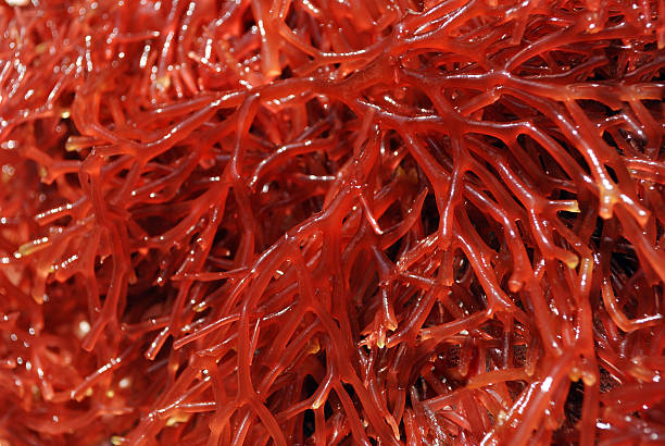 wodorost czerwony oddziałów z zatoki meksykańskiej pełna rama tło - red seaweed zdjęcia i obrazy z banku zdjęć