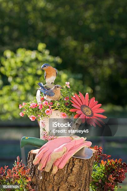 Paar Eastern Drosseln Stockfoto und mehr Bilder von Rotkehl-Hüttensänger - Rotkehl-Hüttensänger, Baumblüte, Blau