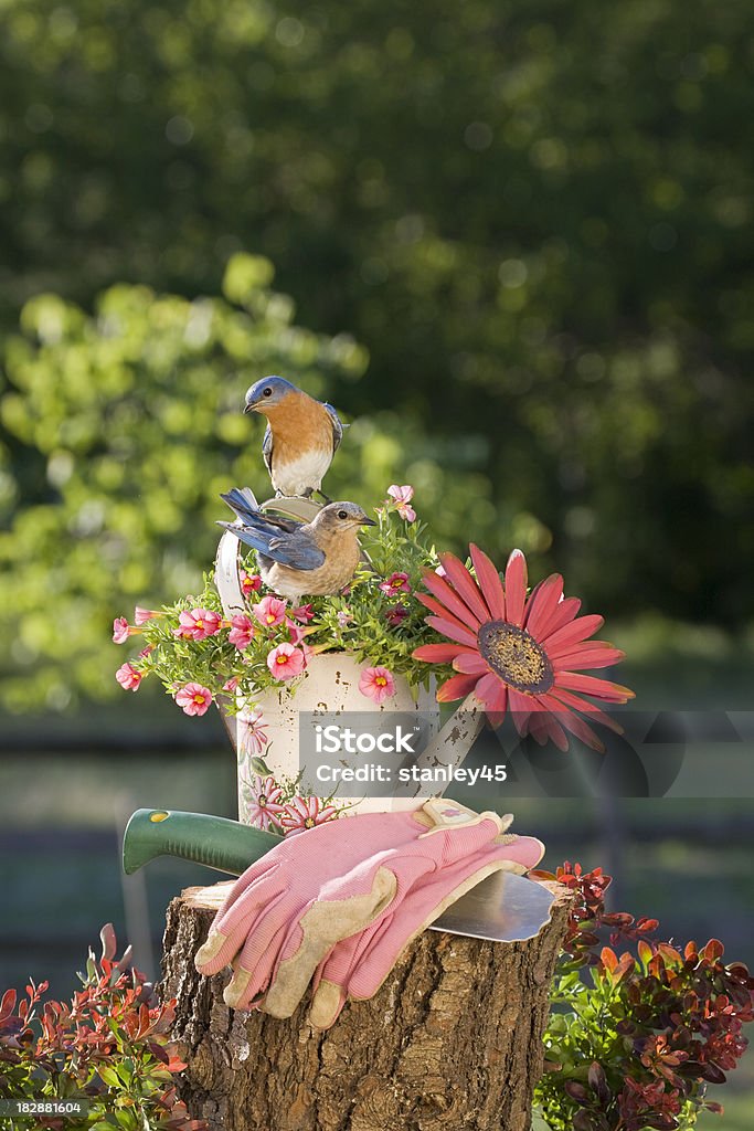 Пара Восточной Bluebirds - Стоковые фото Восточная сиалия роялти-фри