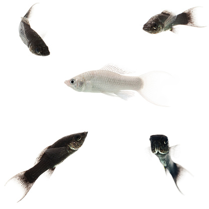 white molly fish surrounded by black ones, concept racism