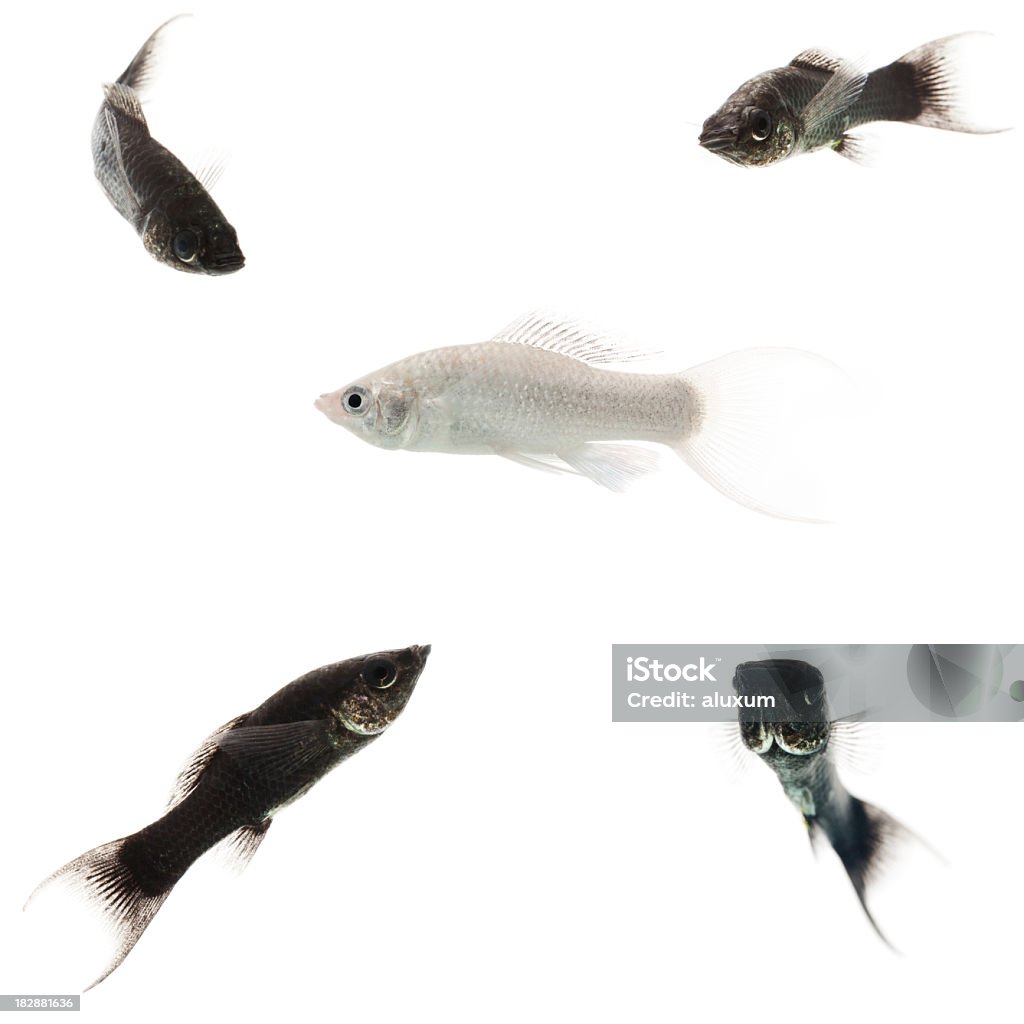 white fish surrounded by black ones white molly fish surrounded by black ones, concept racism Animal Stock Photo