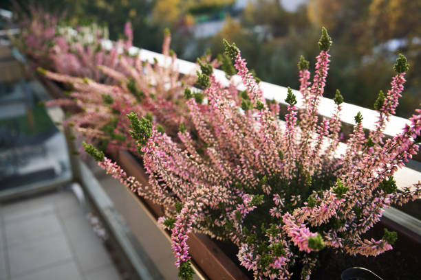 istock Pink heather growing outdoors in autumn 1828817698