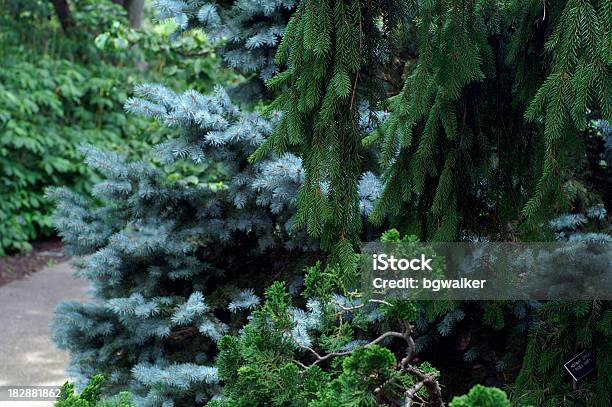 Evergreen Giardino - Fotografie stock e altre immagini di Abete del Colorado - Peccio - Abete del Colorado - Peccio, Albero sempreverde, Bellezza naturale
