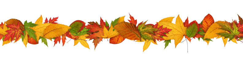 Isolated autumn colorful leaves on white background. Fall concept.