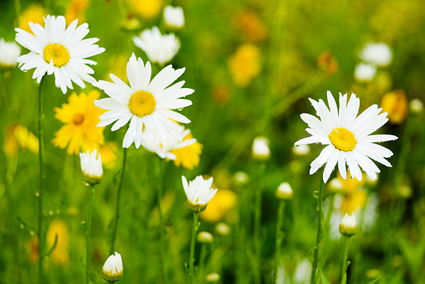 сад-daisy flowers - idaho boise summer flower стоковые фото и изображения