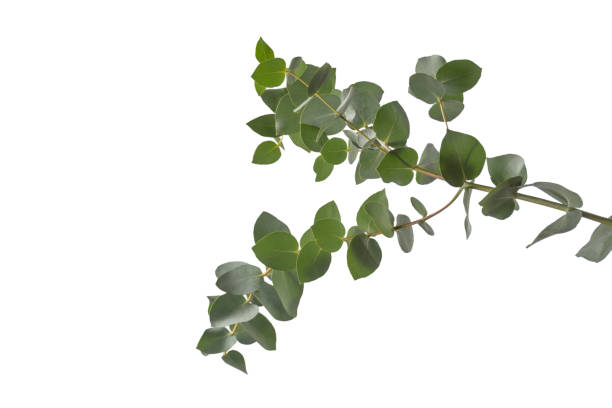 istock Eucalyptus sprig isolated on a white background. 1828821364