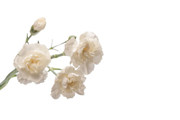 istock White carnation flower isolated on a white background. 1828821371