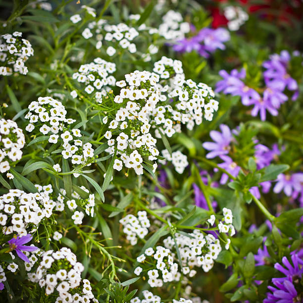 Little white flowers in a green bush. The location is the Dolomiti del Brenta (Trentino-Alto Adige, Italy) during the summer season.