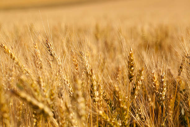 istock detail of wheat field 182882396