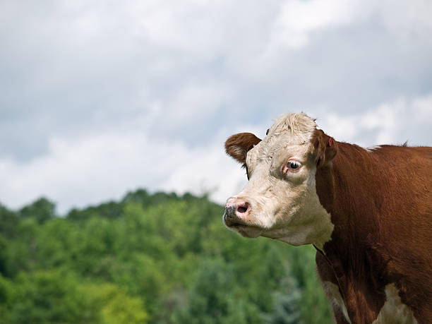 istock Side View of a Hereford Cow 182882644
