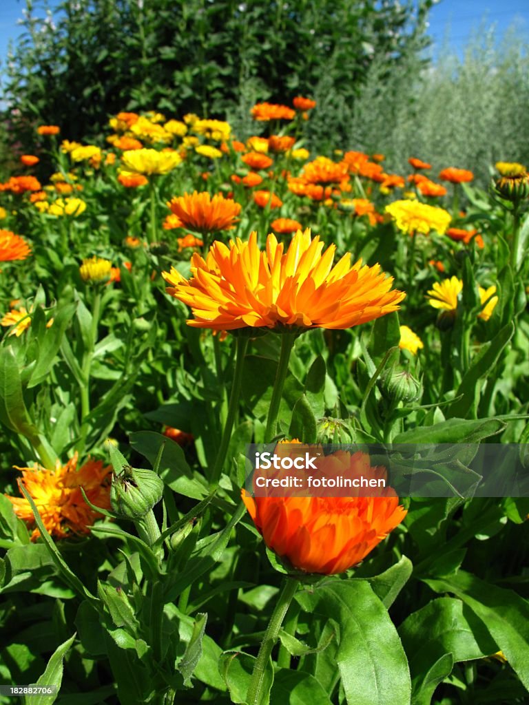 Calendula officinalis Blüten - Lizenzfrei Alternative Medizin Stock-Foto