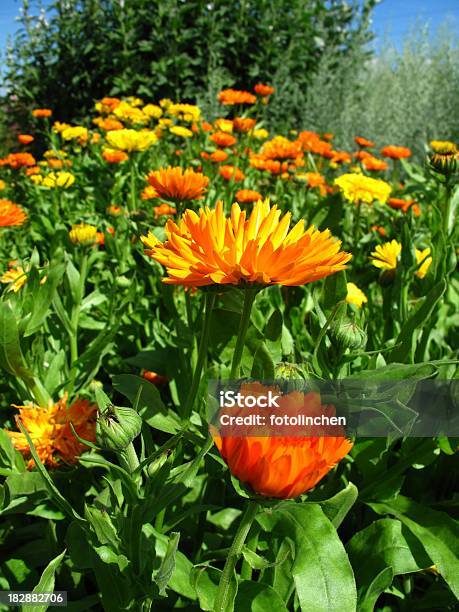 Calendula Officinalis Blüten Stockfoto und mehr Bilder von Alternative Medizin - Alternative Medizin, Aufrechte Studentenblume, Feld